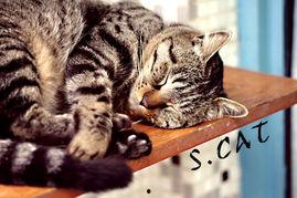 我的心里住着一只猫,探寻内心猫性的温暖寓言  第2张