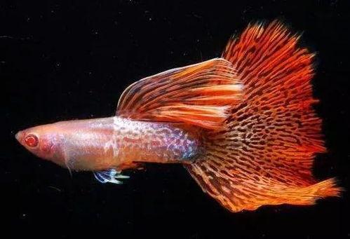 孔雀鱼,水中舞动的彩虹精灵 第1张 孔雀鱼,水中舞动的彩虹精灵 第1张