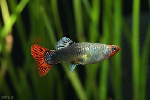 孔雀鱼,水中舞动的彩虹精灵 第2张 孔雀鱼,水中舞动的彩虹精灵 第2张