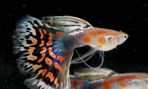 孔雀鱼,水中舞动的彩虹精灵 第3张 孔雀鱼,水中舞动的彩虹精灵 第3张