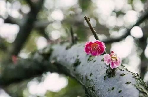 梅花印记  第1张