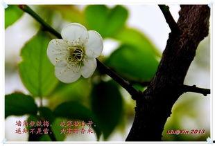 梅花印记  第2张