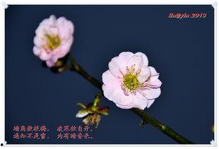 梅花印记  第3张