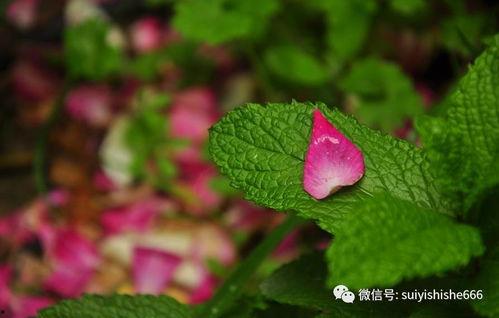 爱已缘尽,一段情感的终结与启示 第1张 爱已缘尽,一段情感的终结与启示 第1张