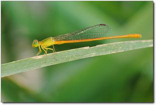 世纪虫,揭秘神秘生物的传奇故事 第1张 世纪虫,揭秘神秘生物的传奇故事 第1张