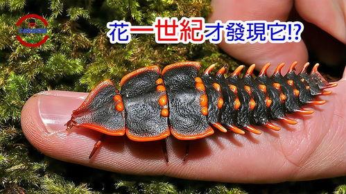 世纪虫,揭秘神秘生物的传奇故事 第2张 世纪虫,揭秘神秘生物的传奇故事 第2张