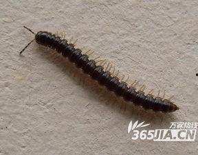 世纪虫,揭秘神秘生物的传奇故事 第3张 世纪虫,揭秘神秘生物的传奇故事 第3张