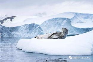南纬 65° 的观测,揭秘神秘南极圈的自然奇观与探险故事  第2张